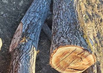 Orzech  włoski kłody