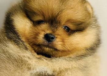 Szpic Miniaturowy Pomeranian odbiór grudzień 2025