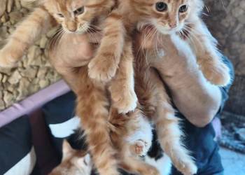 Śliczne kotki rasy Maine coon z rodowodem