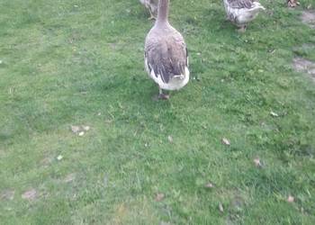 Jajka legowe gęsi landers i kaczki staropolskiej