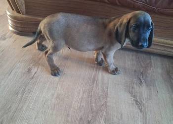 Posokowiec bawarski ostatni wolny piesek