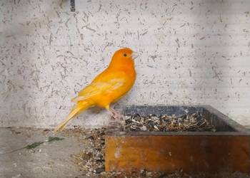 Kanarek SAMIEC na śpiewie