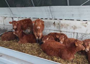 Odsadki jałówki lm limousine Odsadki jałówki lm limousine