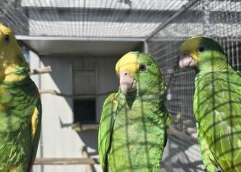 Amazonka Oratrix Magna, żółtogardła.