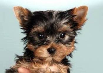 Bunia i Dioli  Yorkshire Terrier   czekają na nowy domek