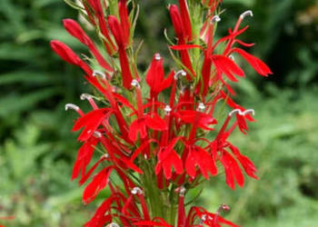 LOBELIA SZKARŁATNA - sadzonki w doniczkach