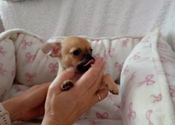 Mini suczka chihuahua