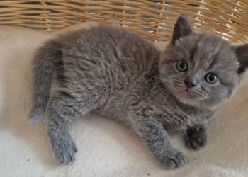 Kocurek Brytyjski niebieski