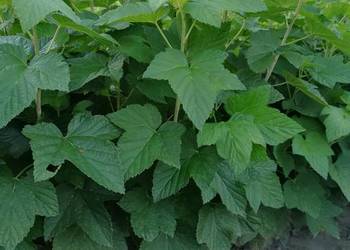 Sprzedam sadzonki porzeczki czarnej Sprzedam sadzonki porzeczki czarnej