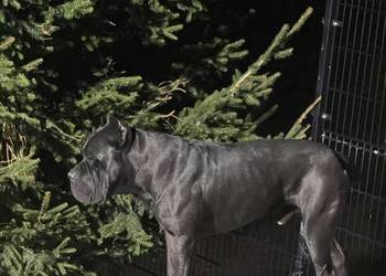 Czarna suczka Cane Corso ZKwP/FCI