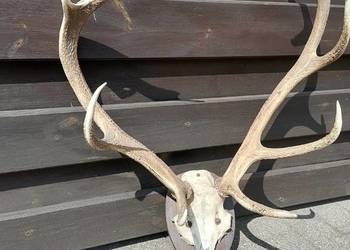 Trofeum, myłkusa, poroże jelenia