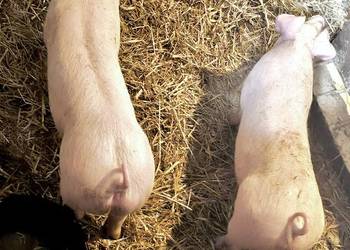 Trzoda prosię prosiak świnia świnek tucznik maciora
