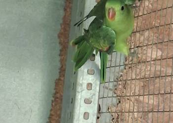 Papugi