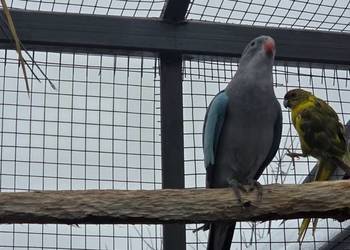 Księżniczka walli samiec