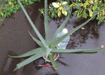 3-letni aloes leczniczy - Aloe Vera Barbadensis