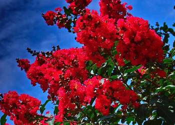 Lagerstroemia 'Petite Red’
