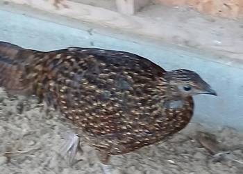 Bażanty tragopan satyr samice