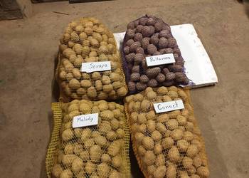 Ziemniaki wielkości sadzeniaka