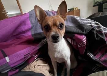 Przyjmę nieodplatnie papugę żako