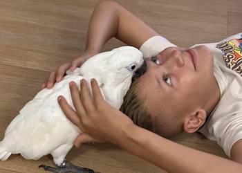 Kakadu Alba samiec  oswojony ręcznie karmiony
