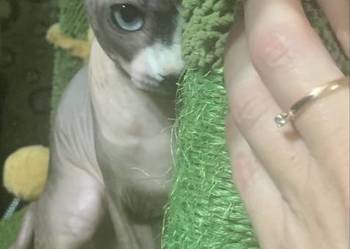 Sfinks Kanadyjski. Do odbioru koteczka. Rodowód