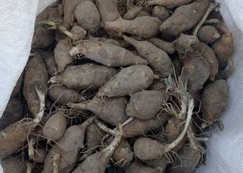 Topinambur ekologiczna uprawa