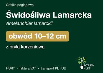 Świdośliwa Lamarcka obwód 10-12 cm, z bryłą – HURT