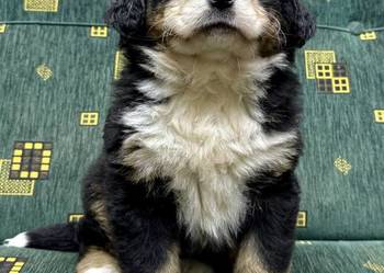 Berneński Pies Pasterski