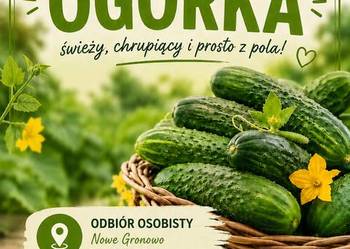 Sprzedaż ogórków gruntowych!