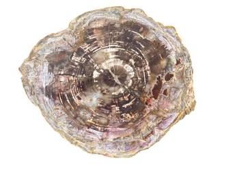 Wielkie skamieniałe drewno, Madagaskar, 46 cm x 39 cm, 8700g, plaster