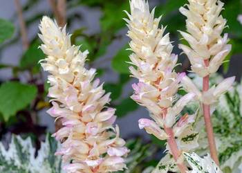 Akant miękki ‘Tosmania Angel’