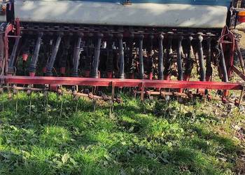 Isaria siewnik zbożowy