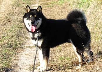 SHIBA INU - półroczny świetny samczyk - ostatni z miotu