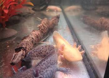 Asolotii Meksykański, możliwość dostawy dopłata.