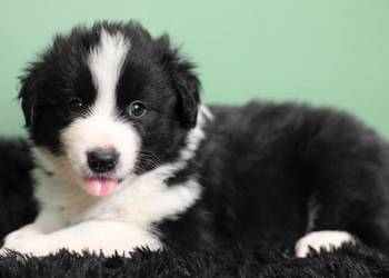 Border collie czarno białe / blue merle