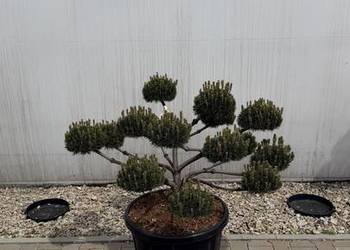 Sosna Czarna Pinus Nigra "Brepo" Bonsai 90-100cm