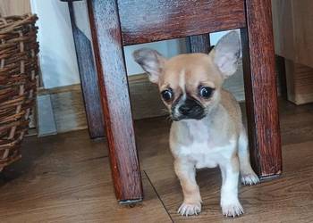 Chihuahua maleńka XXS