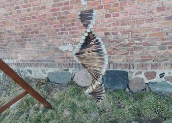 Kręciołek ogrodowy