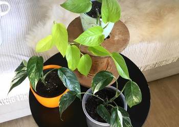 Rośliny z domowej ekologicznej uprawy