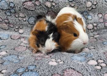 Świnki morskie samiczki cavia domowa