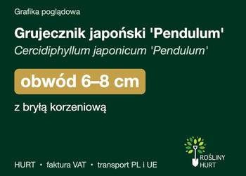 Grujecznik japoński 'Pendulum' obwód 6-8 cm, z bryłą – HURT