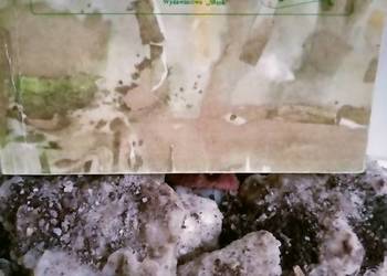 Szczepański książki Korzeniami wrosłem w ziemię księgarnia Szczepański książki Korzeniami wrosłem w ziemię księgarnia