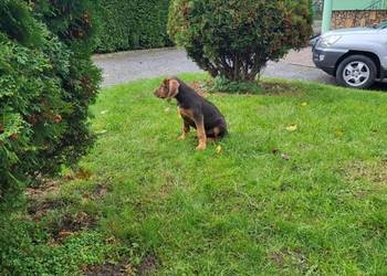 Ogar polski Ogar polski