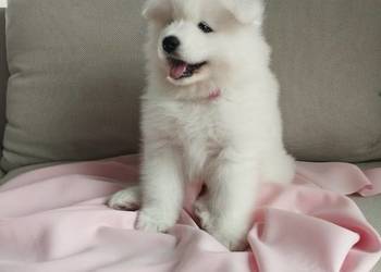 Samoyed rezerwacja szczeniąt ZKwP, FCI. Zmiana domu 15.10
