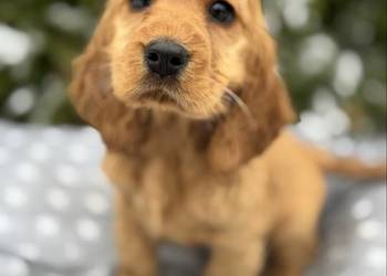 Cocker Spaniel Angielski piesek sunia z rodowodem