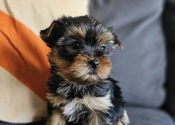 Suczka Yorkshireterrier Malutka Gotowa do zmiany domku