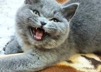 Śliczna koteczka juz do odbioru  Rodowód Międzynarodowy