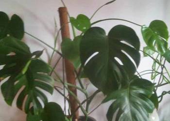 Kwiaty doniczkowe Monstera deliciosa dziurawa 02