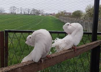 PAWIKI INDYJSKIE pulsujące para