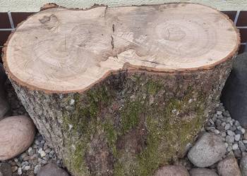 Jesion, siedzisko, solidny kawał drewna 63 X 30 cm,